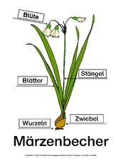 Märzenbecher-Bezeichnungen-Lösung.pdf